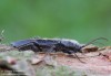 tesařík krovový (Brouci), Hylotrupes bajulus (Linnaeus, 1758), Callidiini, Cerambycidae (Coleoptera)